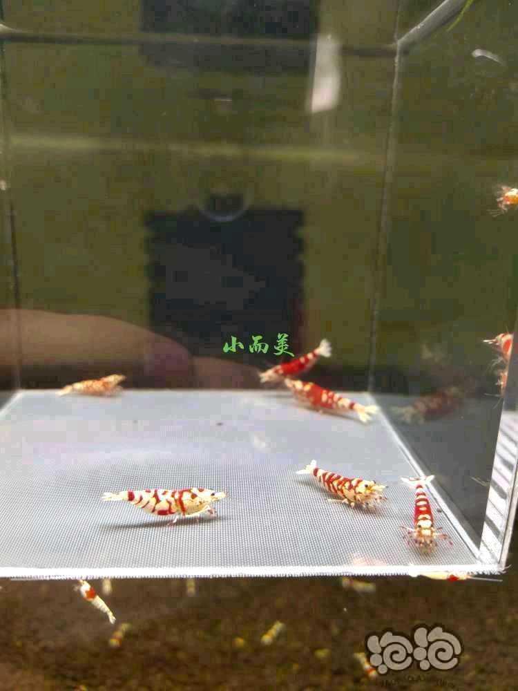 【水晶虾】出水晶虾-图7