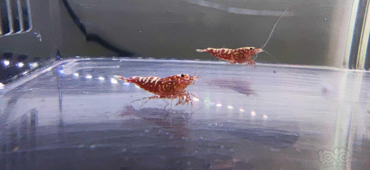 【水晶虾】红银河水晶虾繁殖组一份-图6
