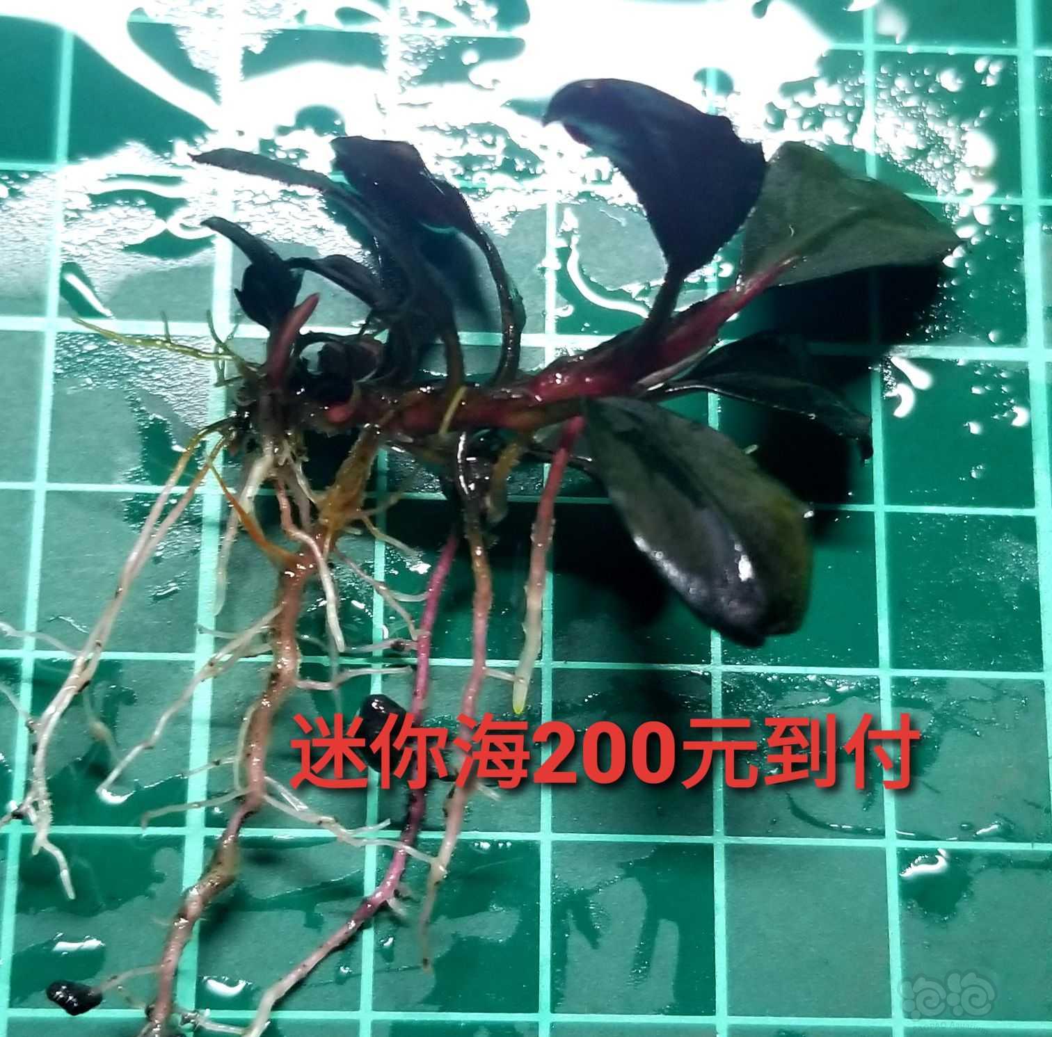 【出售】出辣椒榕和椒草-图2