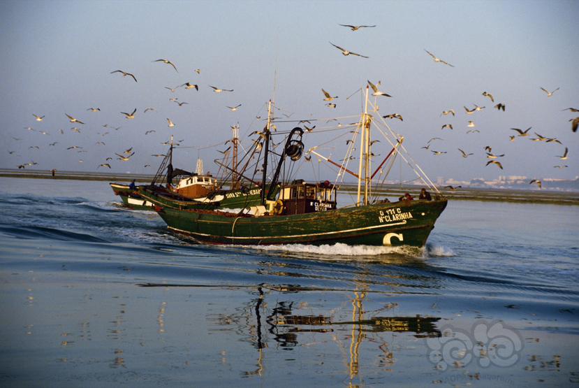 渔船与海鸟-图1