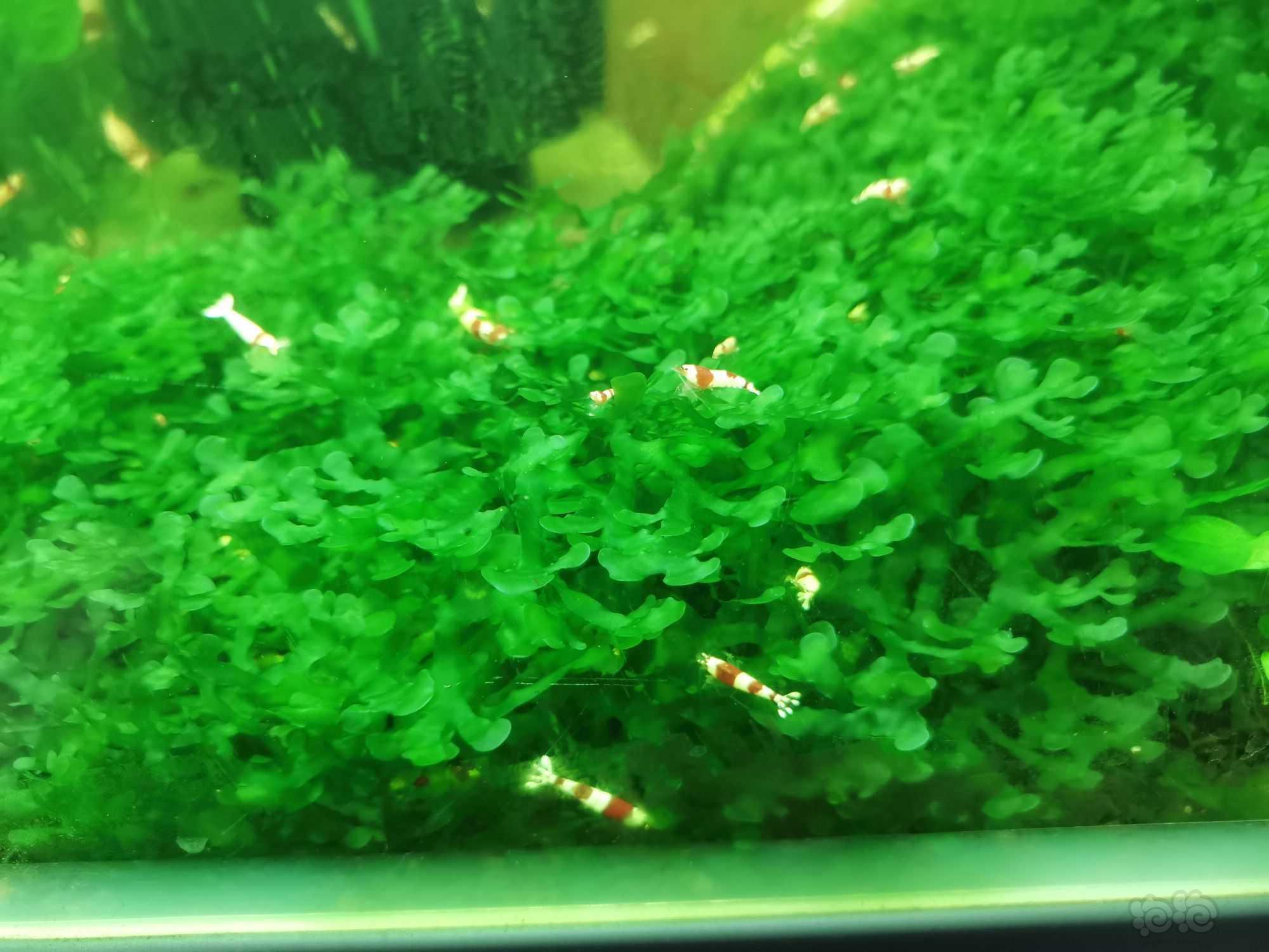 【莫斯】出怪蕨莫斯水晶虾缸自己繁殖的。-图2