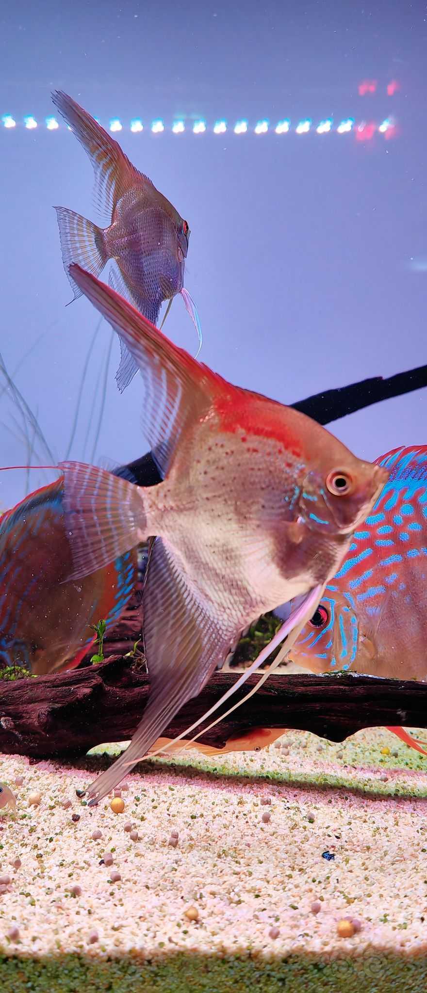 圣伊莎贝尔燕鱼🐟第一次这么配合拍照-图2
