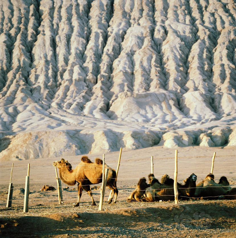 鸣沙山脚下的骆驼-图1
