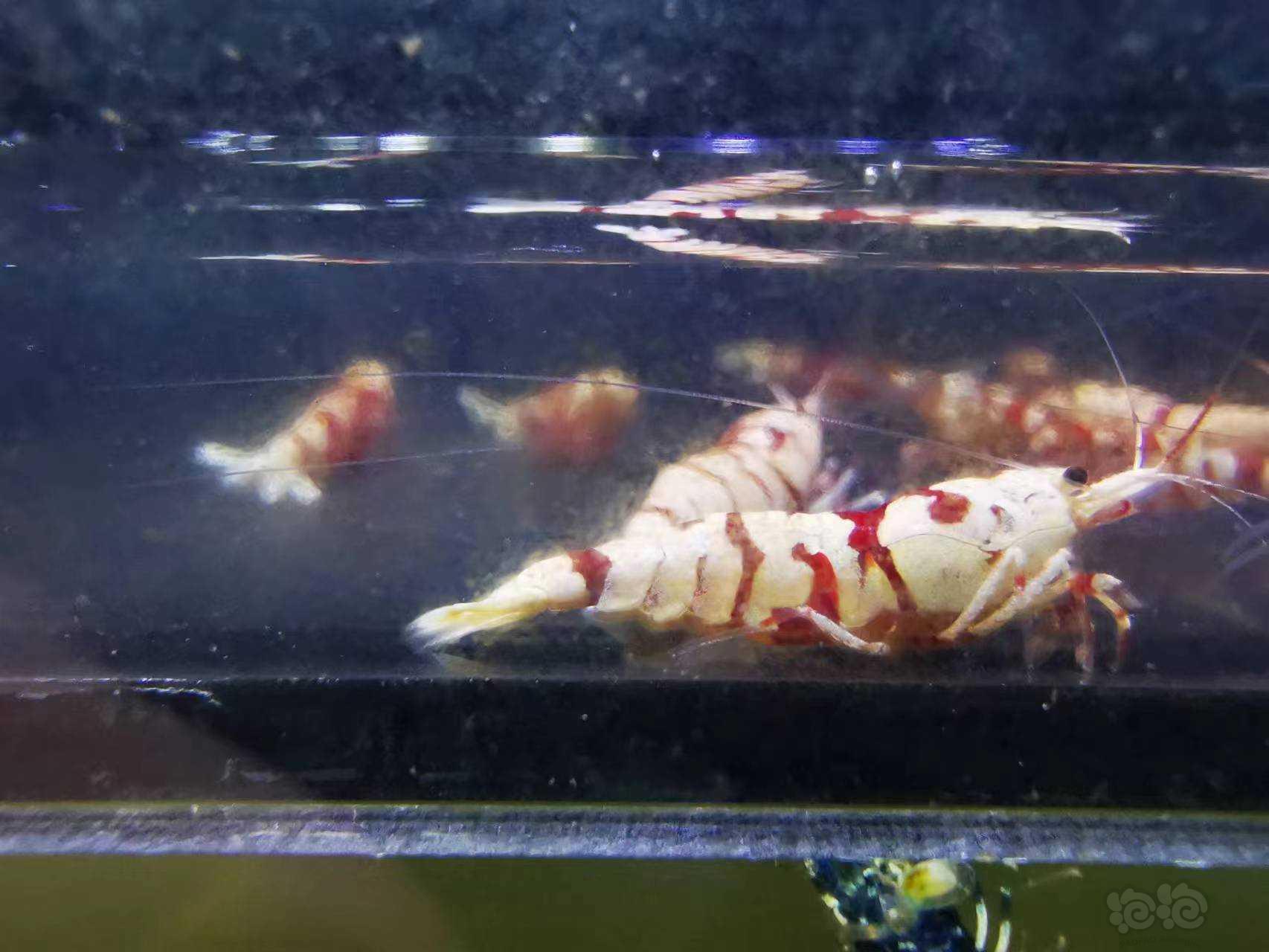 【水晶虾】出售红花虎十只-图1