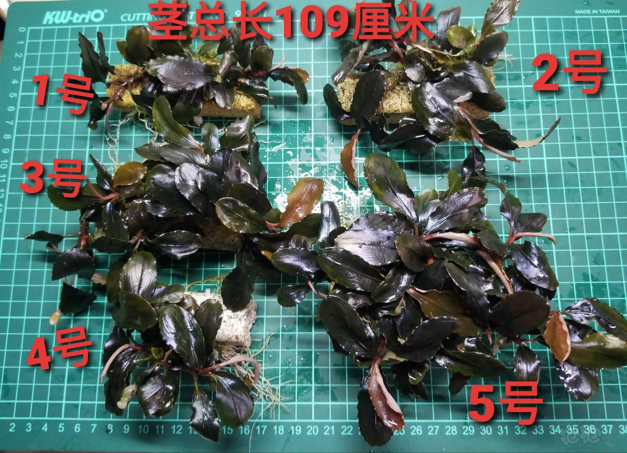 【出售】出辣椒榕巧克力和叉叶铁-图2