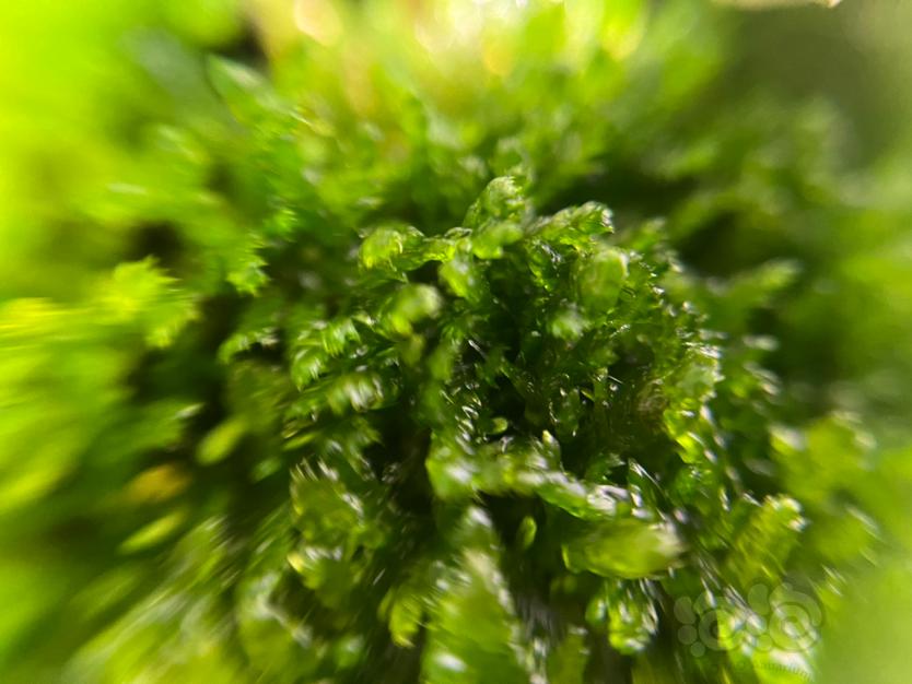 【微景观】长的像苔藓的藻类-图2