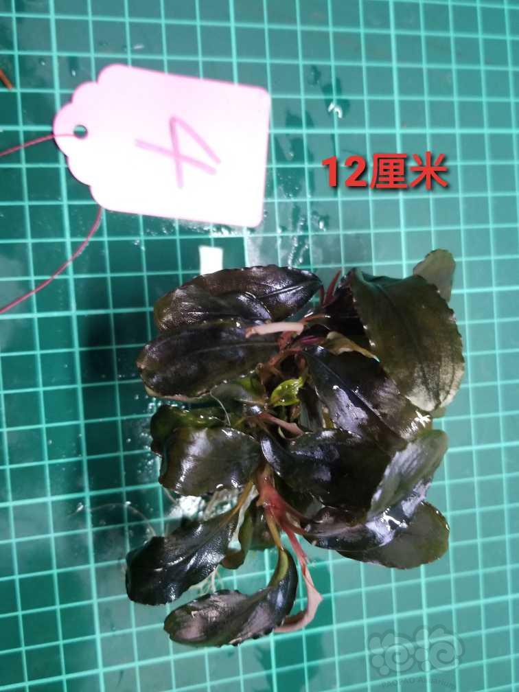 【出售】出辣椒榕巧克力和叉叶铁-图6
