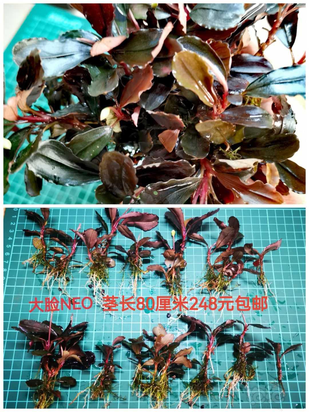 【出售】出辣椒榕，蕨类，椒草，水榕，叉叶铁-图1