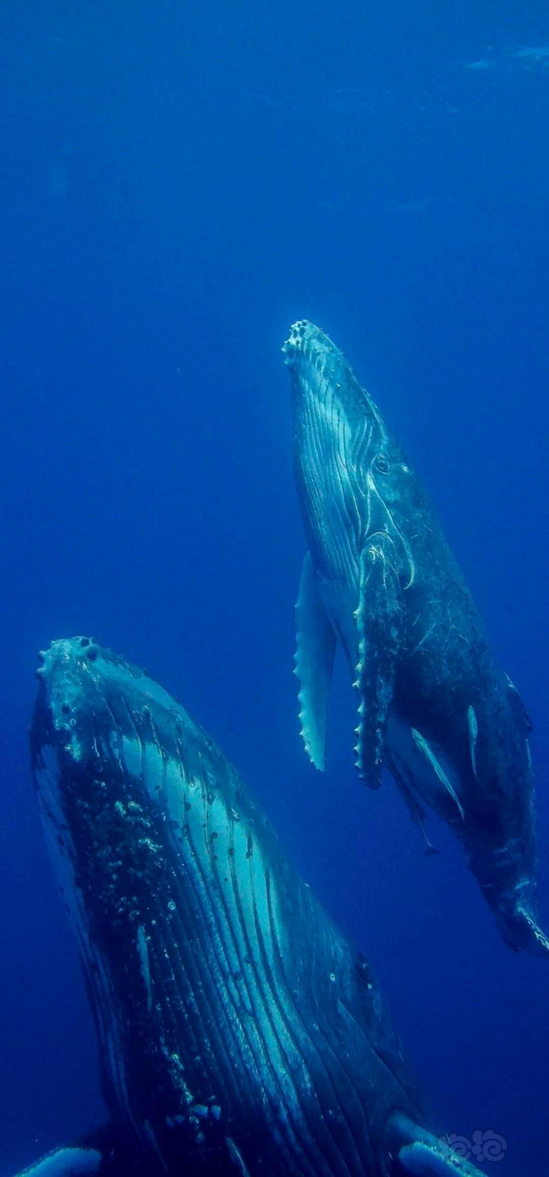 鲸鱼🐳-图1