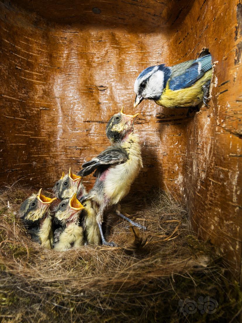 蓝山雀亲鸟喂食巢箱里的雏鸟-图1