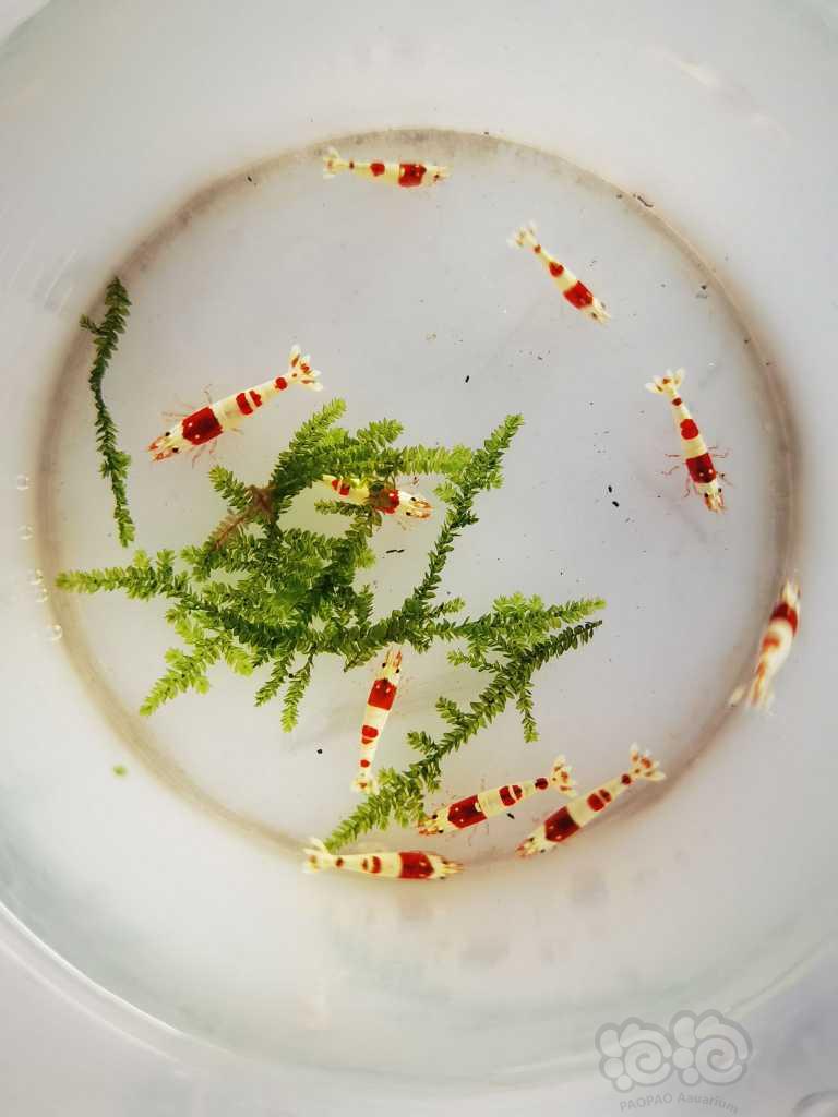 【水晶虾】低价清缸出红白水晶虾-图4