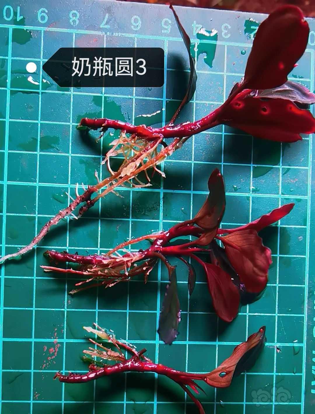 【辣椒榕】QQ海，挚友，红脉花，奶瓶3组合-图5