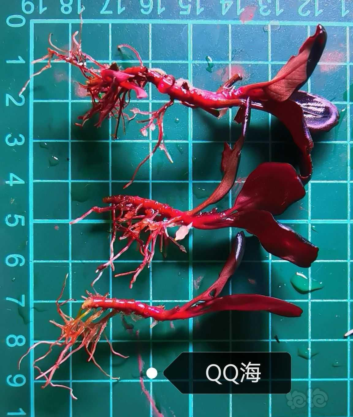 【辣椒榕】QQ海，挚友，红脉花，奶瓶3组合-图3