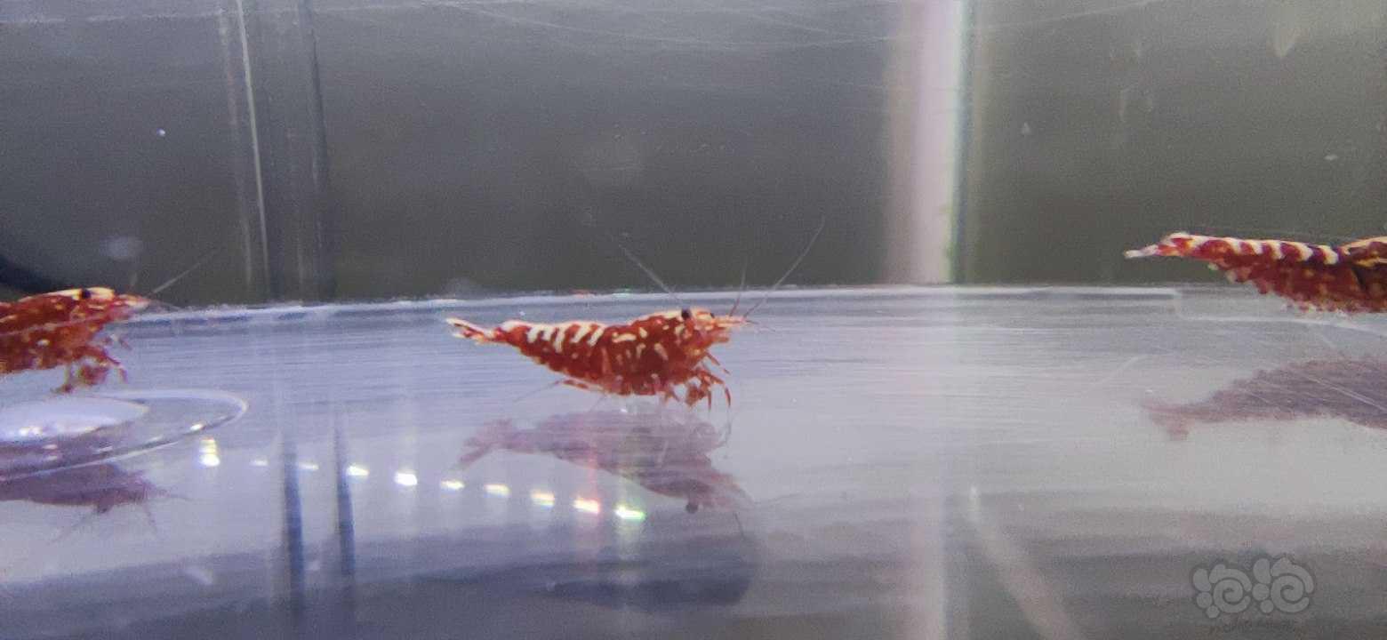 【水晶虾】红银河水晶虾繁殖组一份-图5