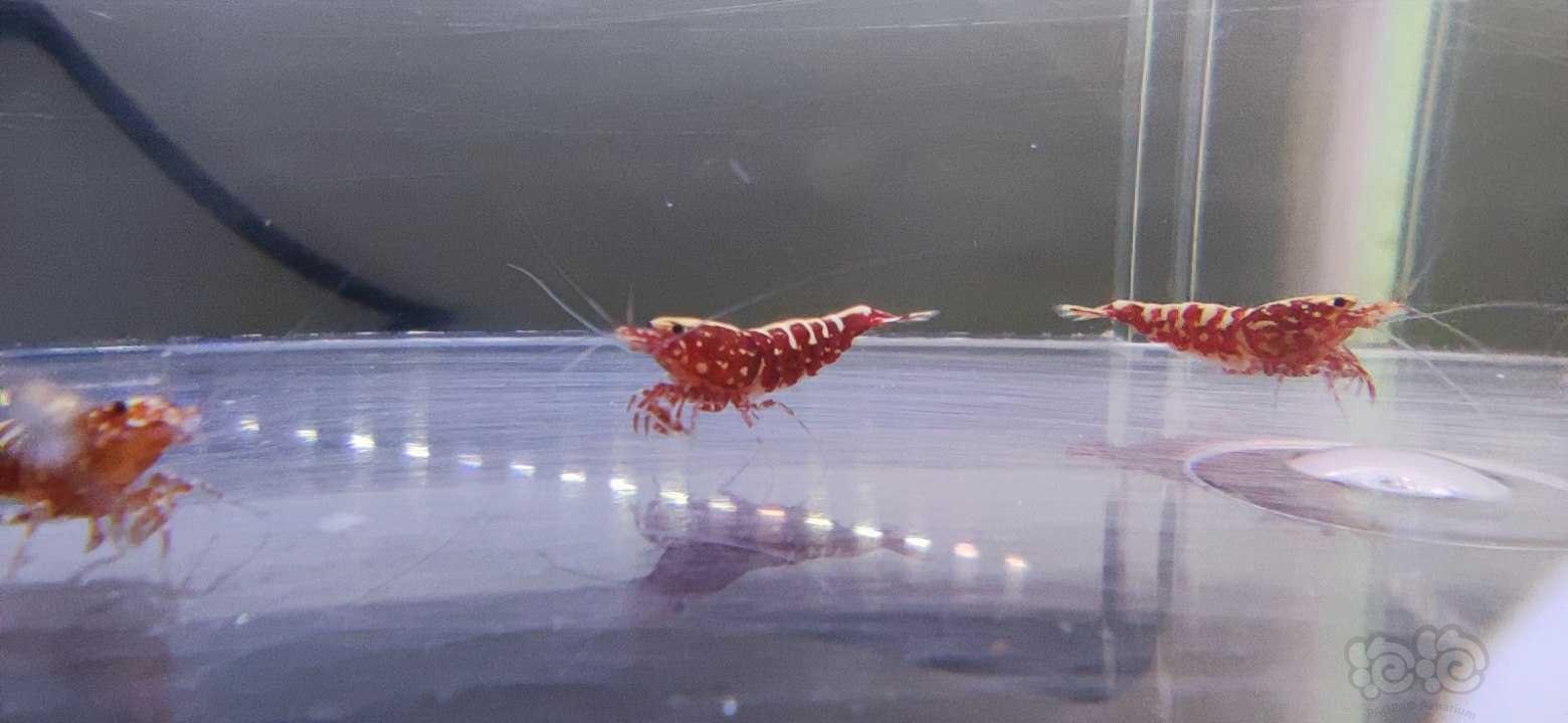 【水晶虾】红银河水晶虾繁殖组一份-图2