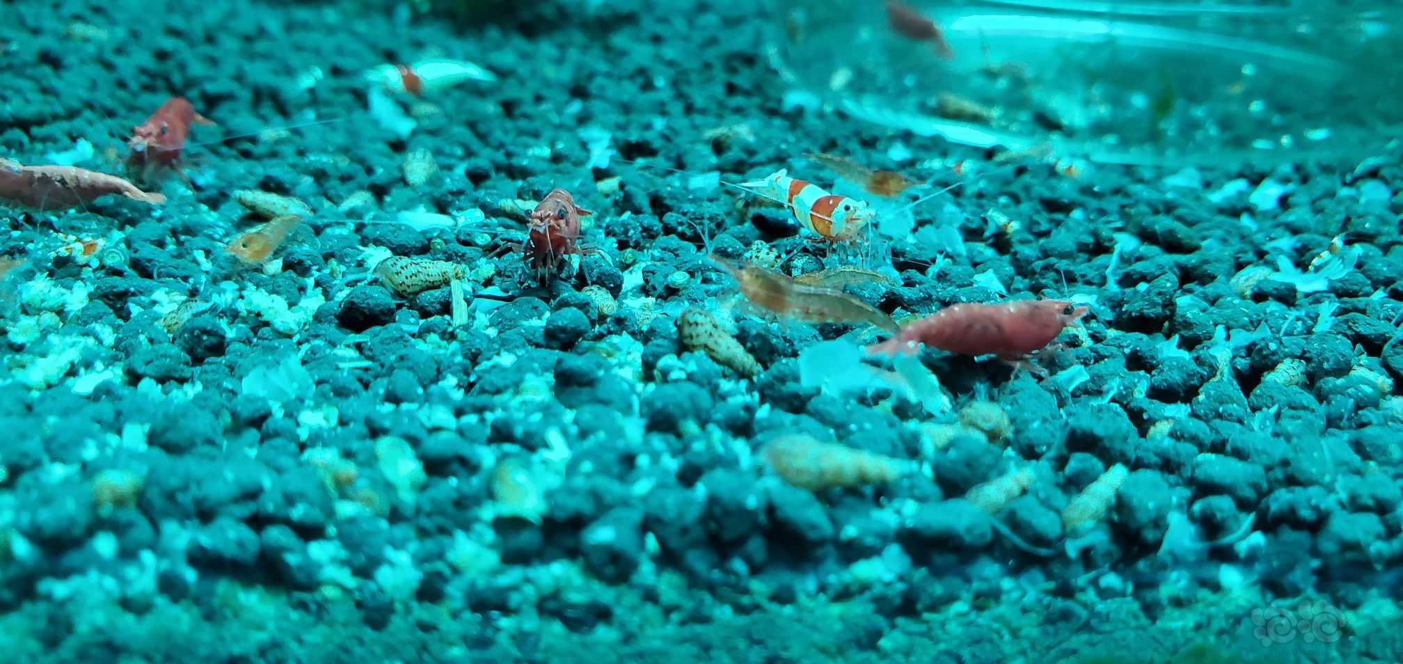 新出生的虾，颜色不如老虾颜色深-图1