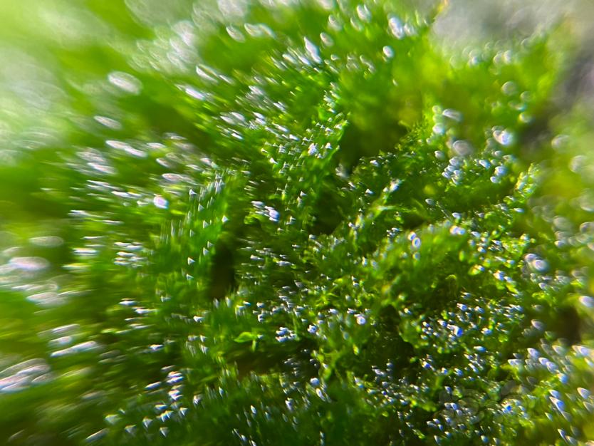 【微景观】长的像苔藓的藻类-图1