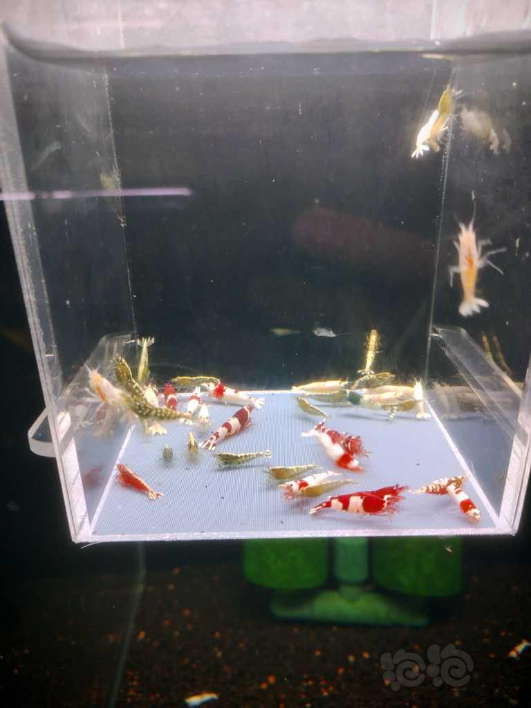 【水晶虾】水晶虾】杂虾一份50只-图1