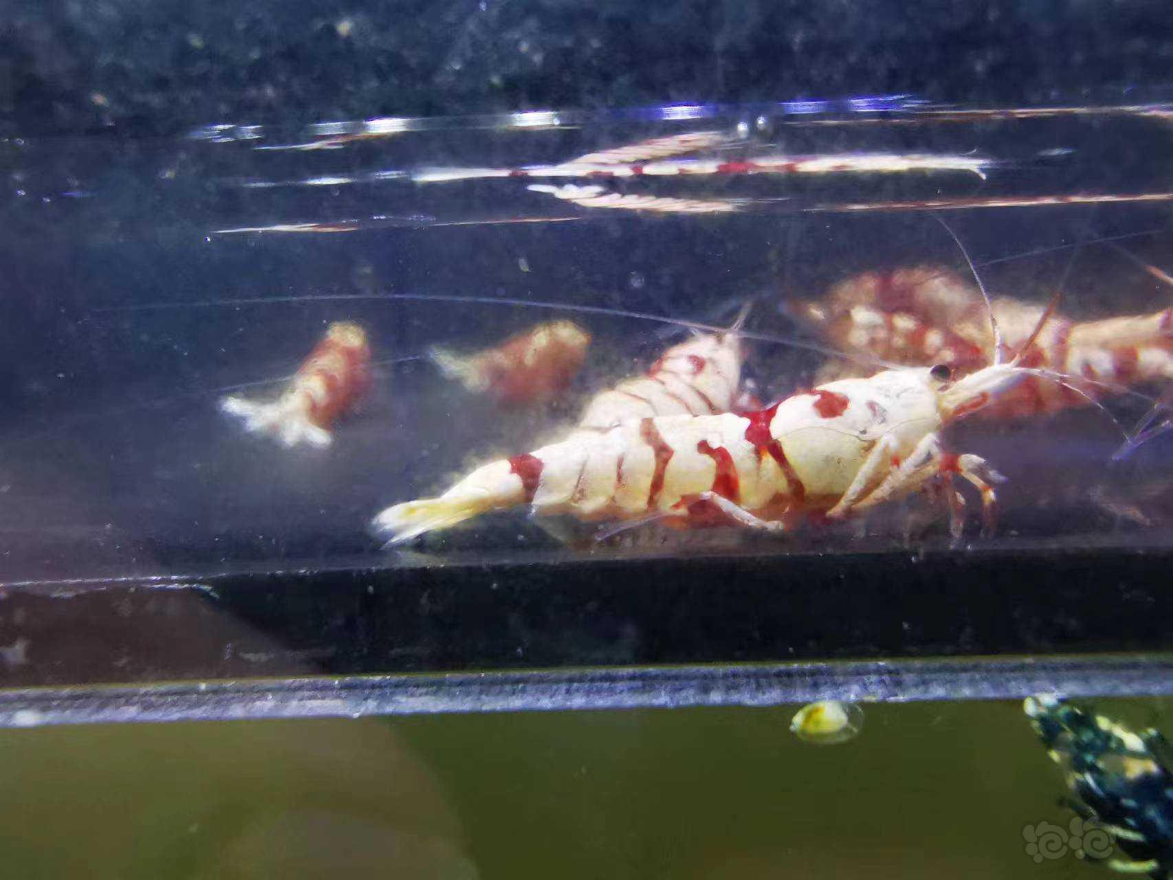 【水晶虾】出售红花虎十只-图2