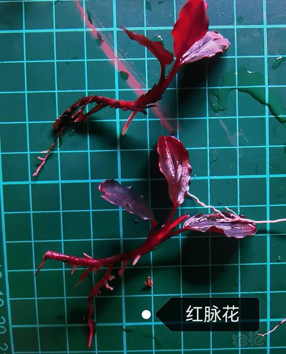 【辣椒榕】QQ海，挚友，红脉花，奶瓶3组合-图4