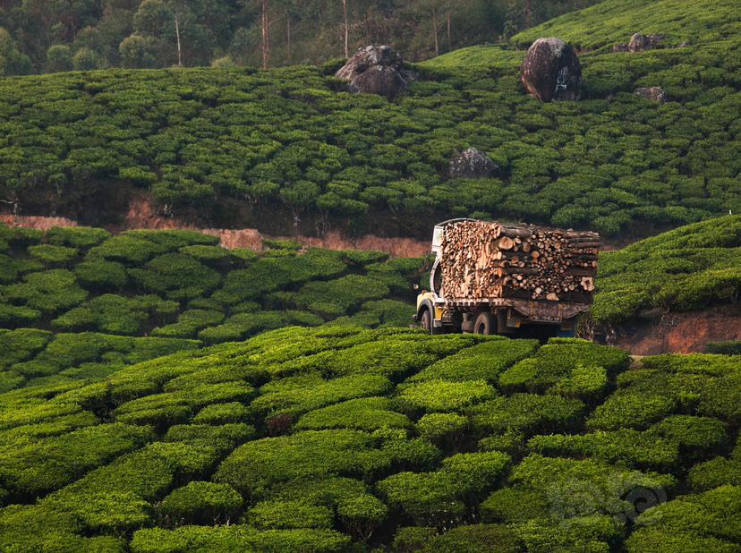 印度茶园景色-图1