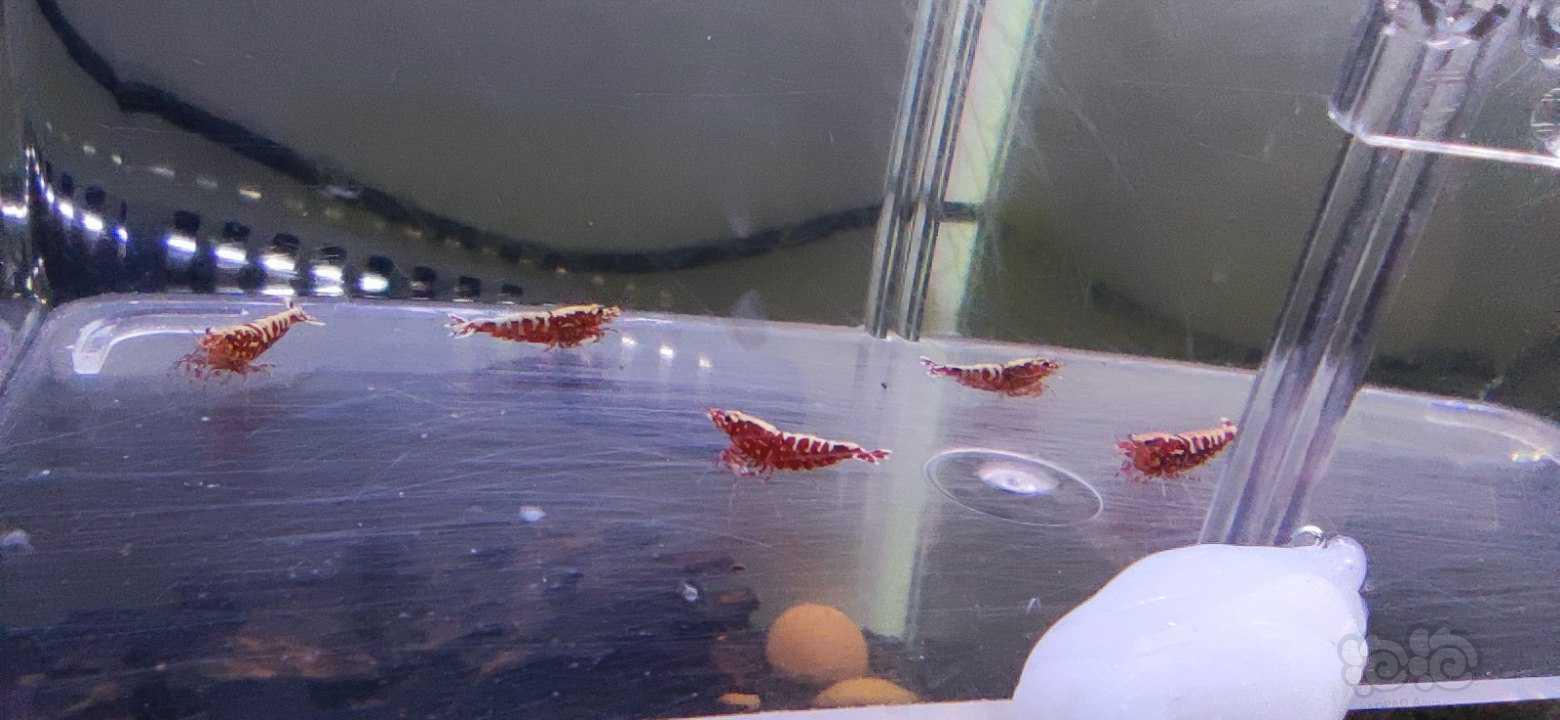 【水晶虾】红银河水晶虾繁殖组一份-图1