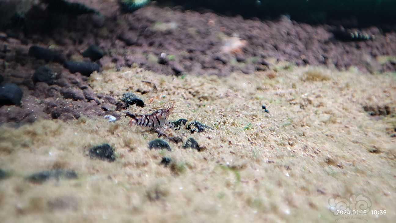繁殖了点虎纹虾-图2