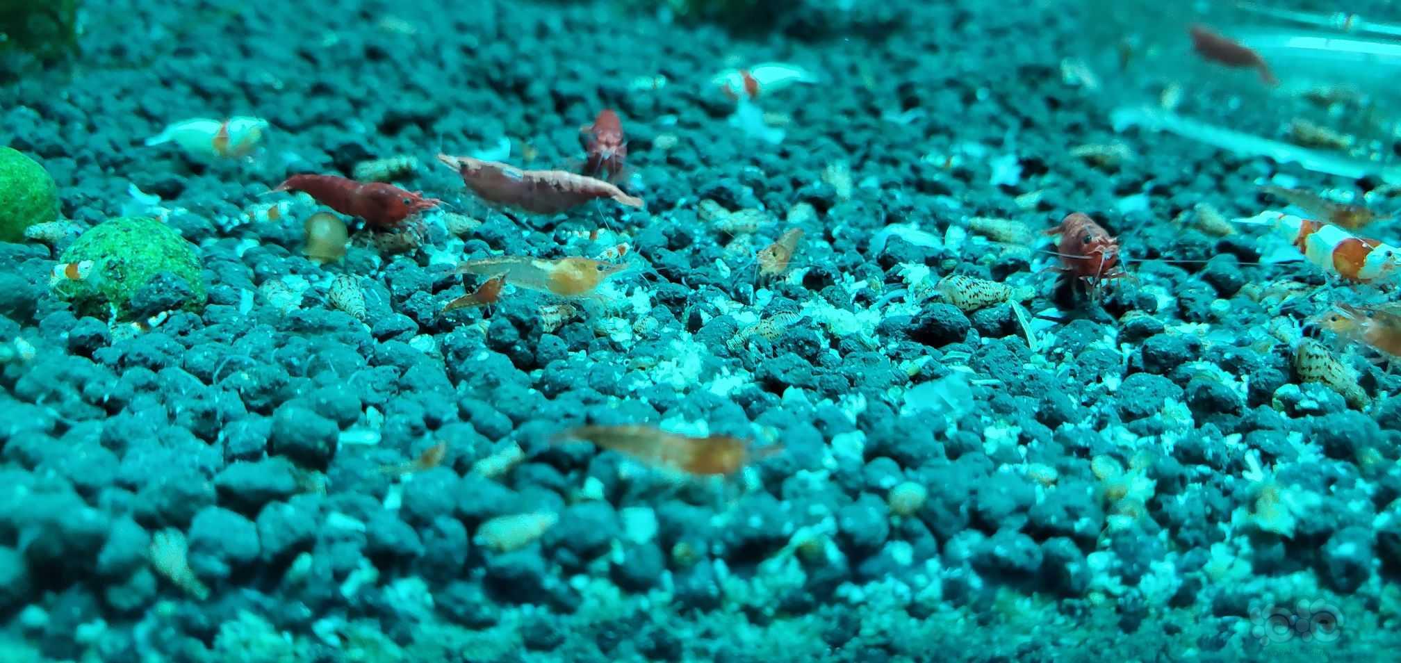 新出生的虾，颜色不如老虾颜色深-图2