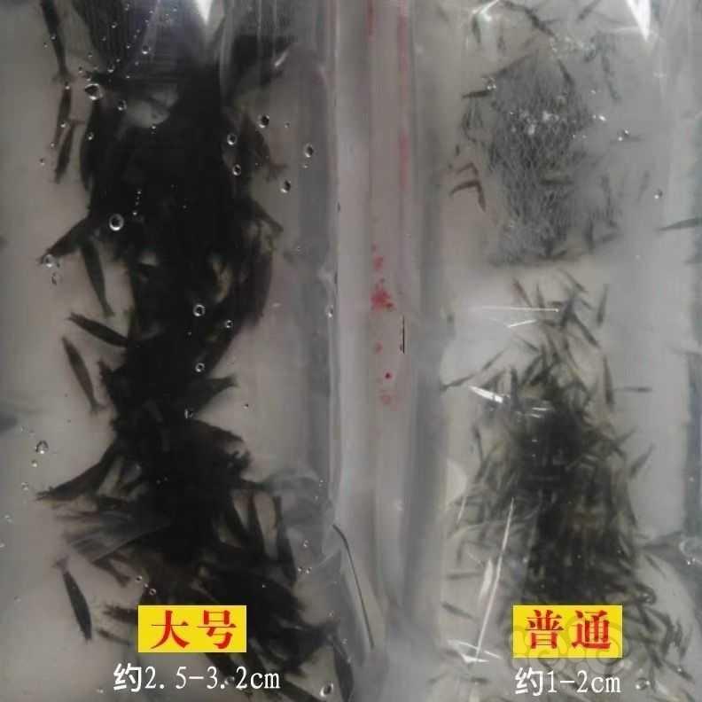 【米虾】黑壳虾批发零售，大中小3个规格，中通，顺丰快递包邮-图1