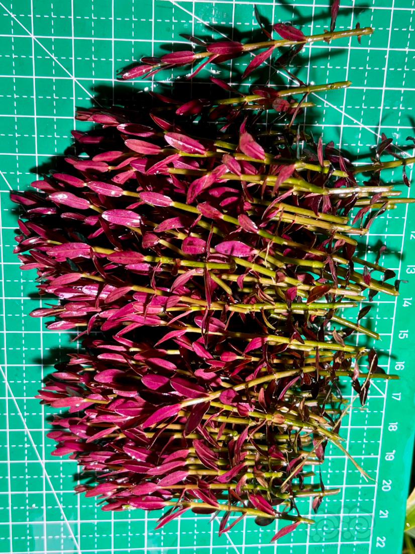 【有茎】翻缸拔的紫夕烧一份250颗左右-图7