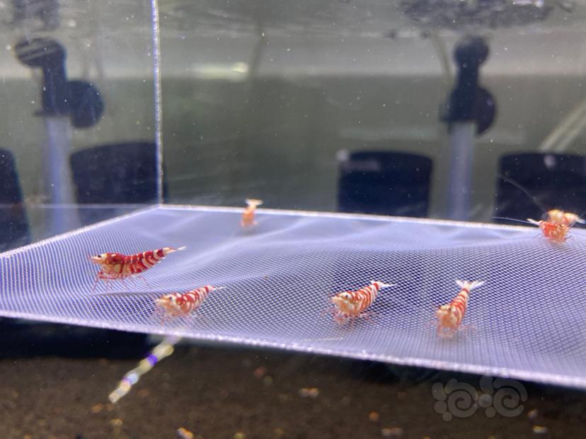 【水晶虾】红花虎成虾一组14只-图2