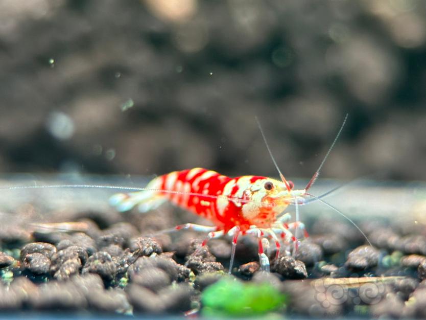 【水晶虾】红花虎水晶虾-图1
