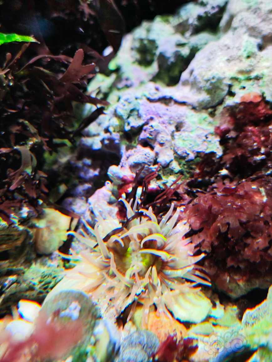 原生海藻，海草缸-图3