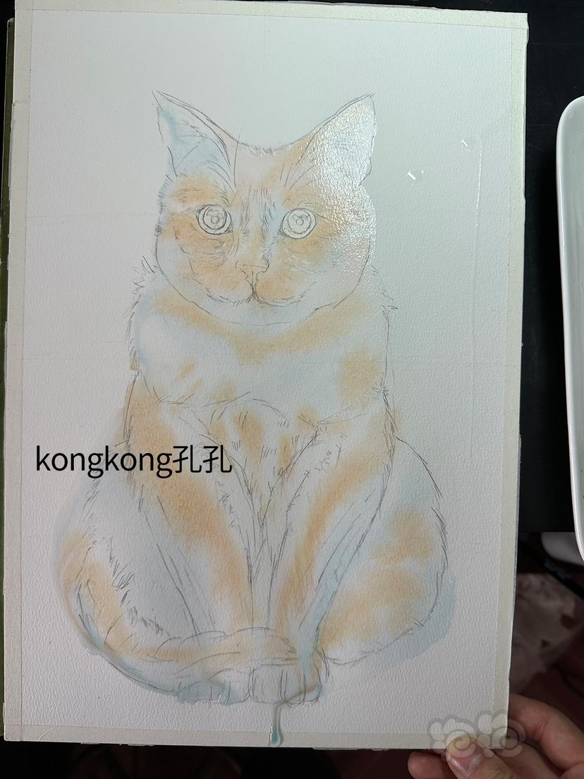 孔孔水彩画，猫咪-图6