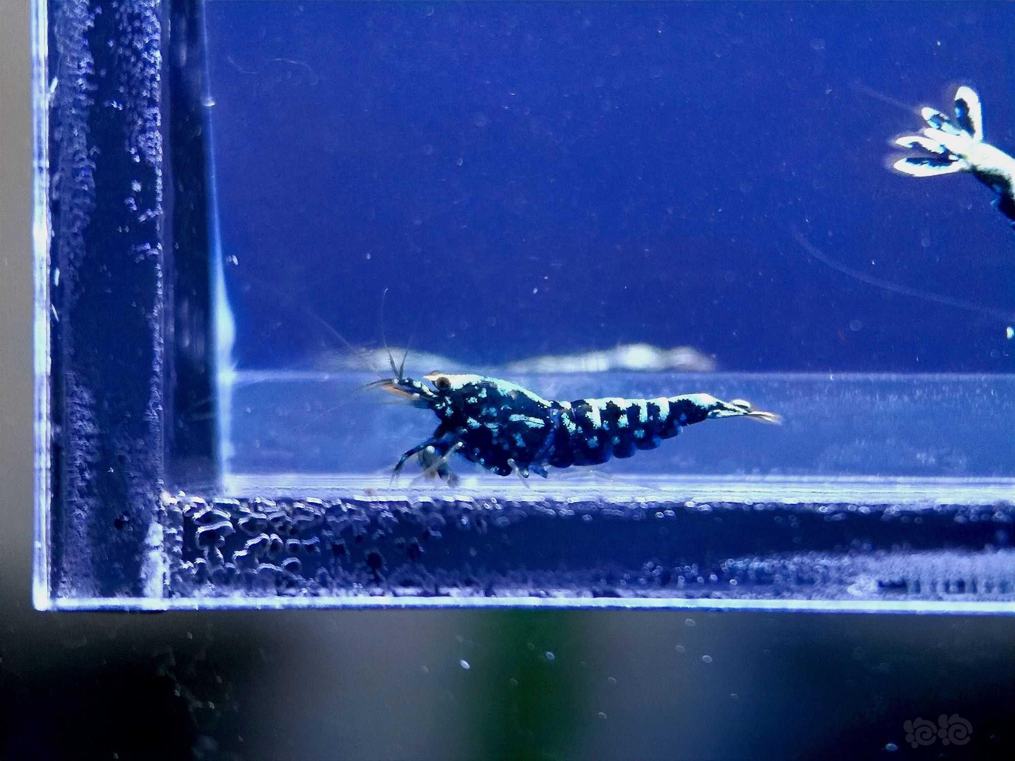 【水晶虾】出一组黑银河水晶虾-图9