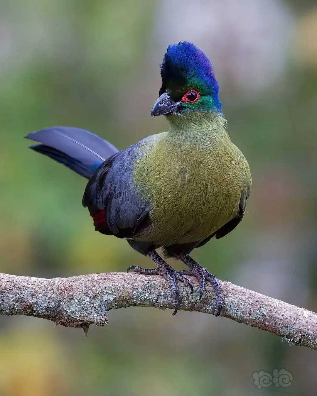 紫冠杜拉科
斯威士兰王国王国（前斯威士兰）的国鸟-图1