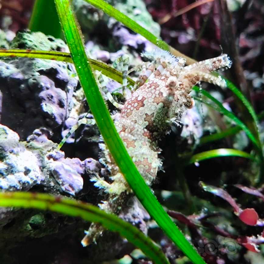 原生海藻，海草缸-图14