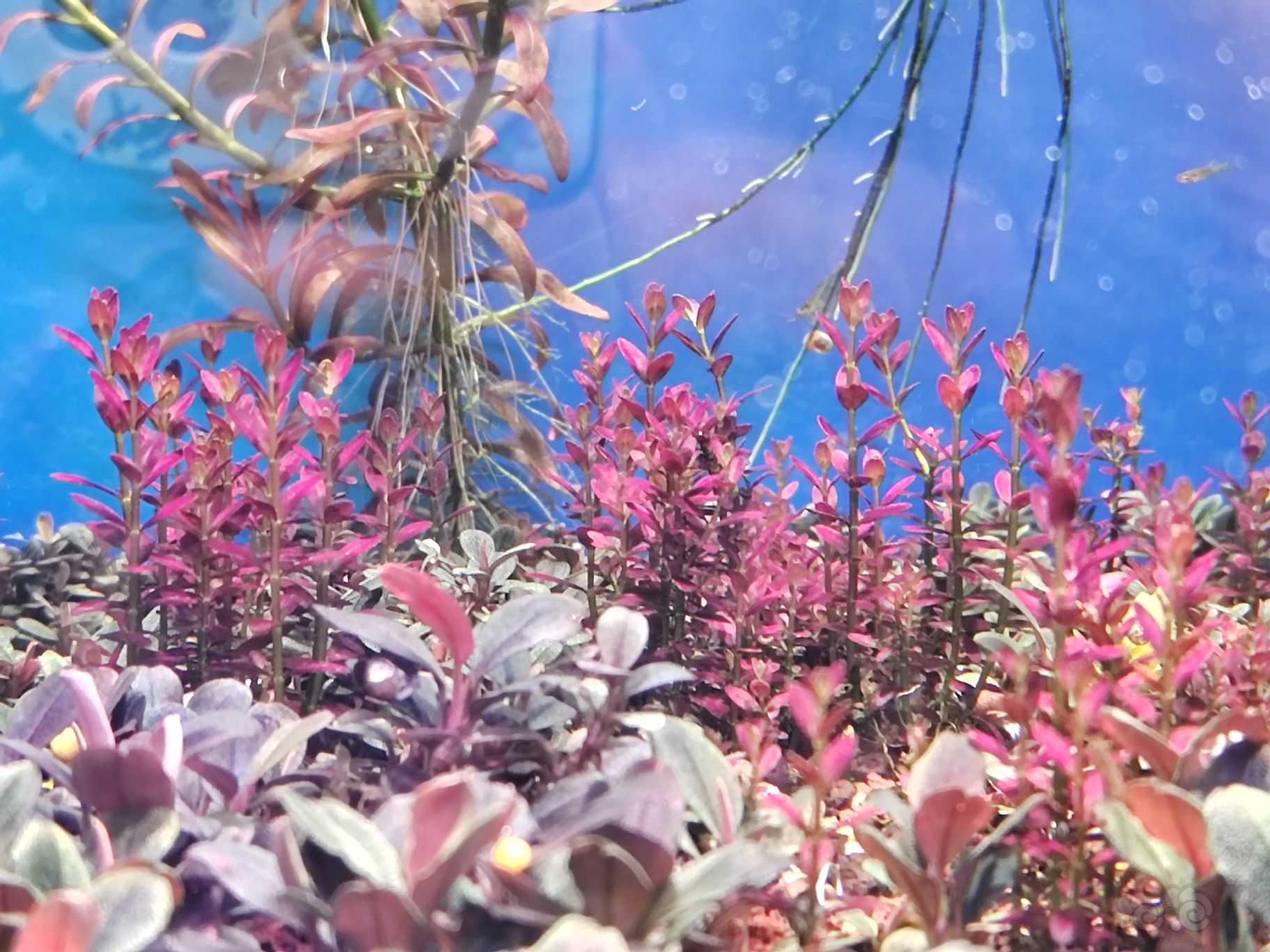 【有茎】出紫夕-图1