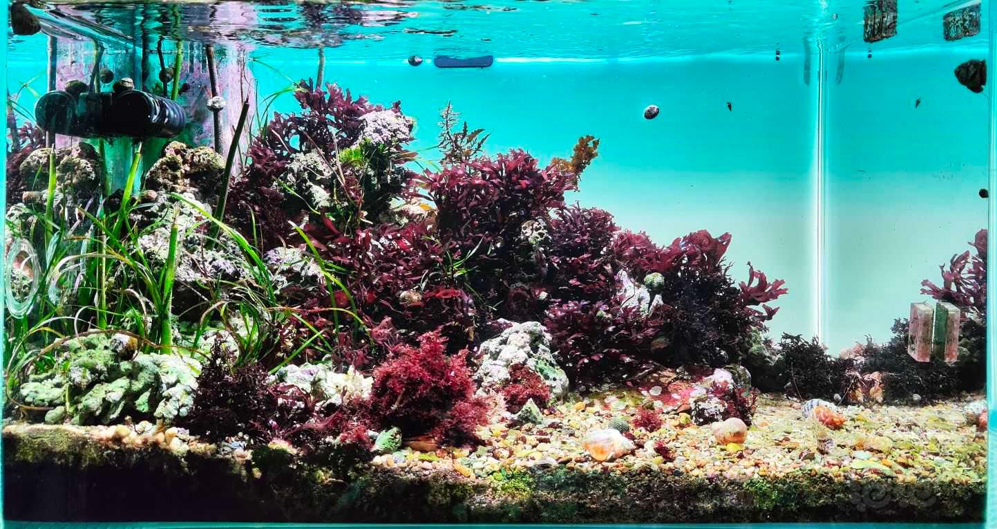 原生海藻，海草缸-图1