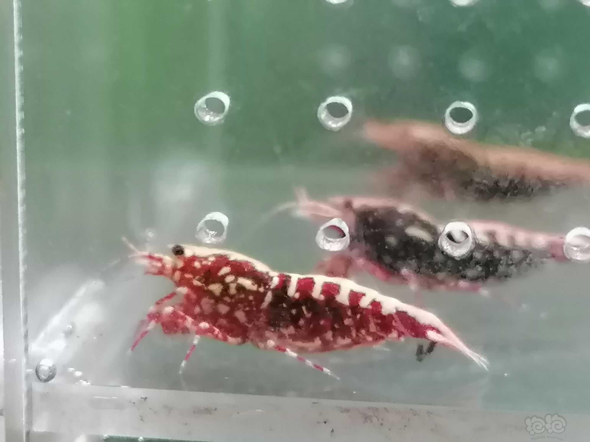 【水晶虾】出一份深色红银河新成母虾，包邮顺丰。-图6