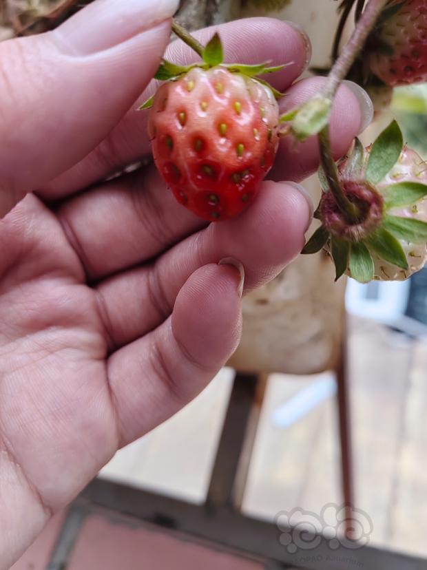 超级小草莓-图1