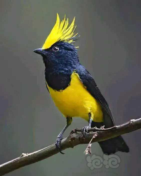 冕雀
又叫黄鬃鸟，最明显的特征就是头顶有蓬松的黄色长型冠羽-图1