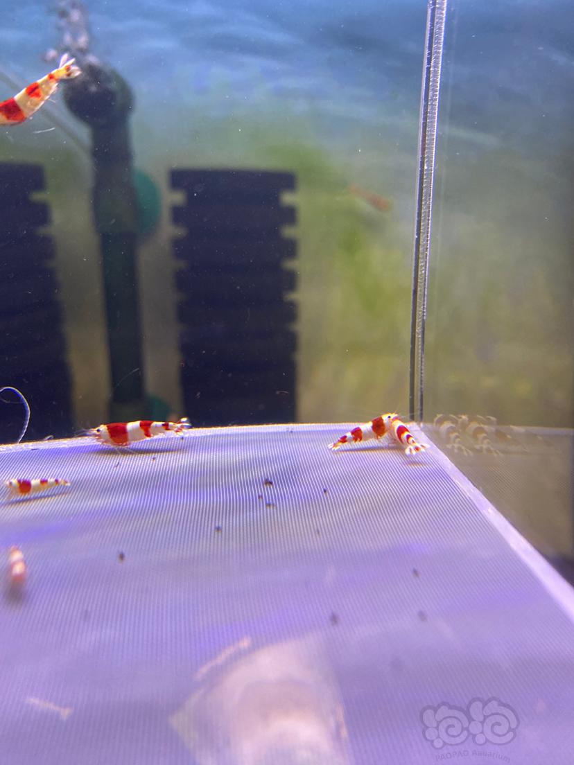 【水晶虾】红白纯血水晶虾15只-图5