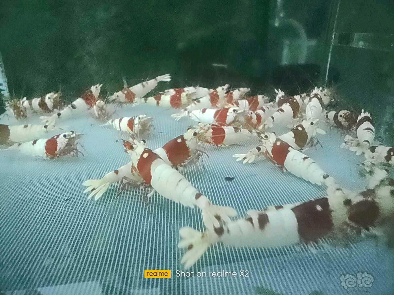 【水晶虾】出售红白三母三公-图1