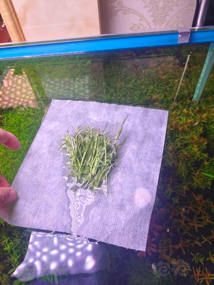 【有茎】水草便宜卖了-图6