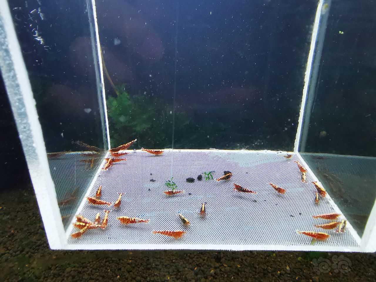 【水晶虾】30只红银河-图1