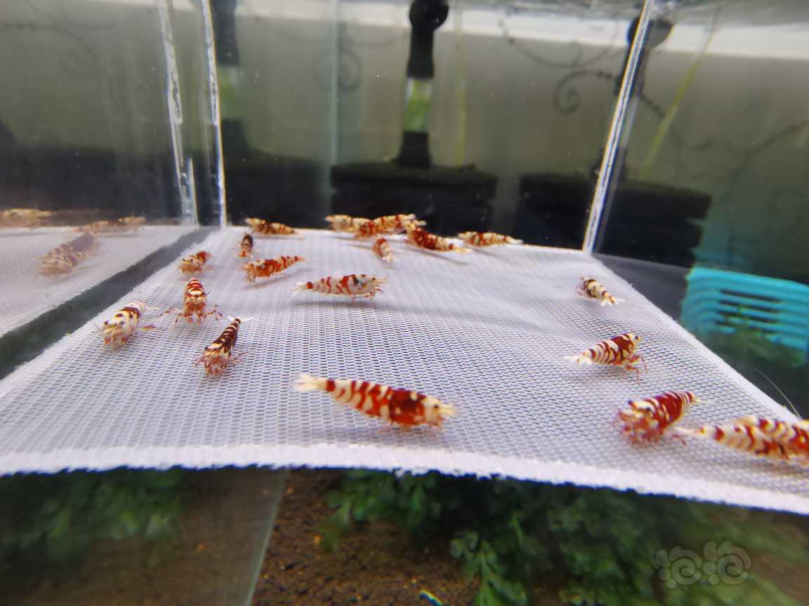 【水晶虾】深红血红花虎-图1