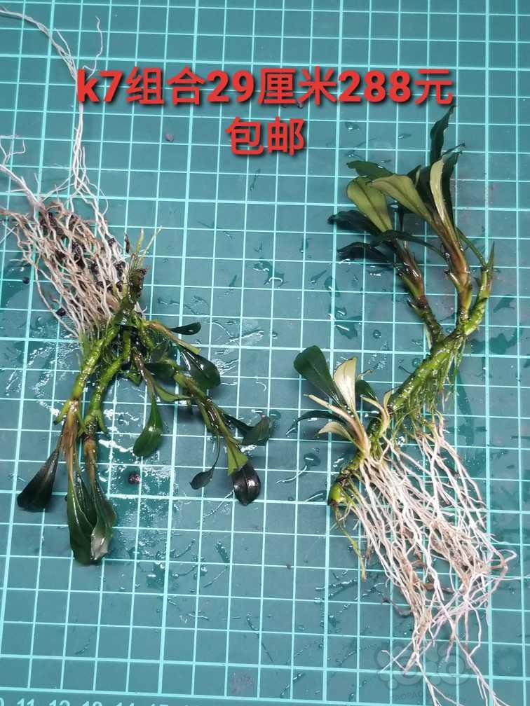 【出售】出细叶铁，虎纹圣翠和几个辣椒榕组合-图7