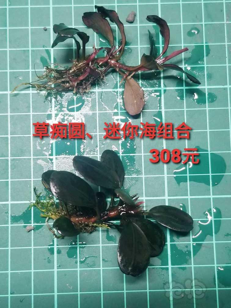 【出售】出细叶铁，虎纹圣翠，大白榕和辣椒榕-图9