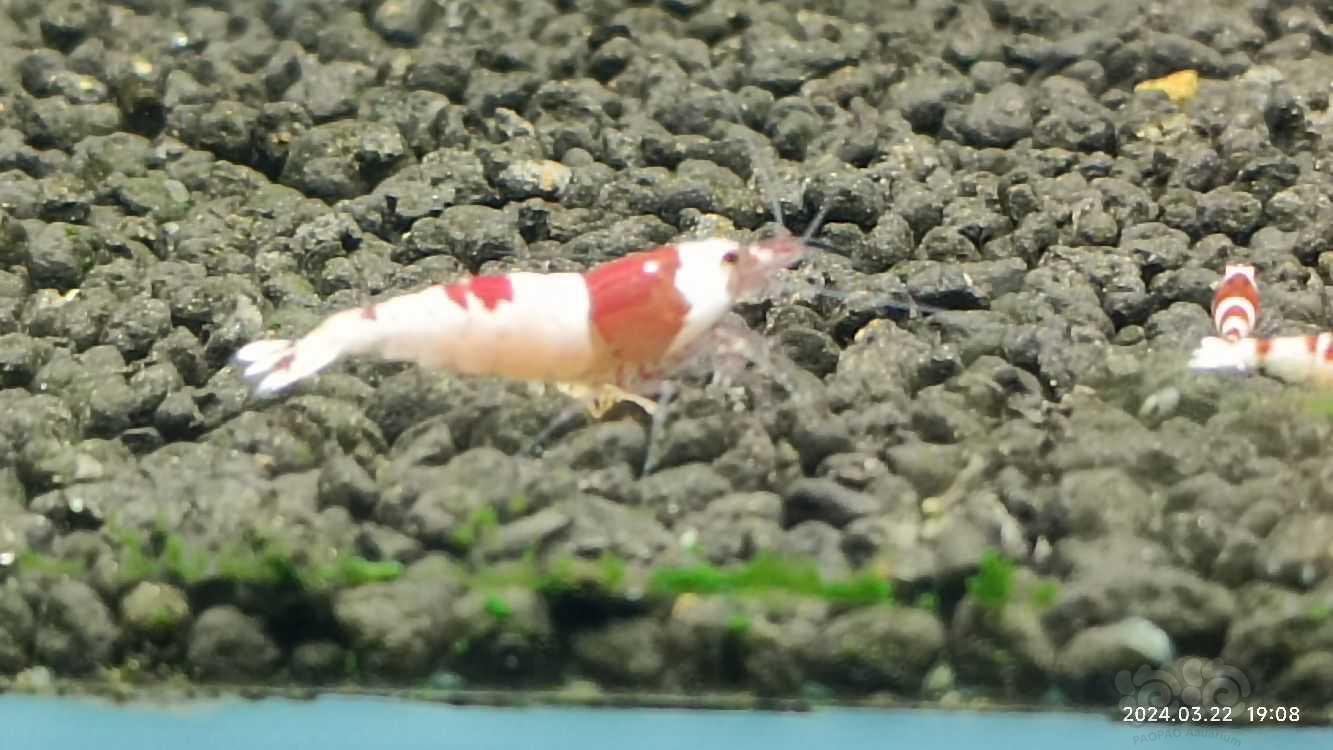 【水晶虾】淘汰红白，黑白-图6